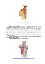 Referāts 'Rumpja muskuļi', 4.