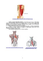 Referāts 'Rumpja muskuļi', 5.
