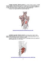 Referāts 'Rumpja muskuļi', 6.