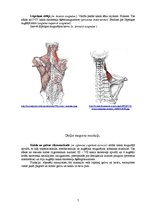 Referāts 'Rumpja muskuļi', 7.