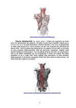 Referāts 'Rumpja muskuļi', 8.