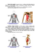 Referāts 'Rumpja muskuļi', 11.