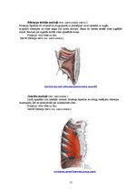 Referāts 'Rumpja muskuļi', 13.