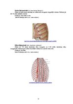 Referāts 'Rumpja muskuļi', 14.
