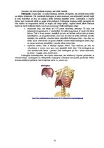 Referāts 'Rumpja muskuļi', 16.