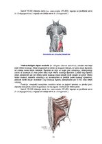 Referāts 'Rumpja muskuļi', 21.