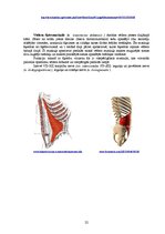 Referāts 'Rumpja muskuļi', 22.