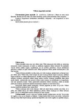 Referāts 'Rumpja muskuļi', 23.