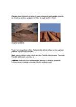 Referāts 'Senie Austrumi', 13.