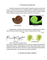 Referāts 'Zelta griezums', 11.