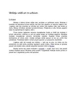 Konspekts 'Mošeju veidi un uzbūve', 1.