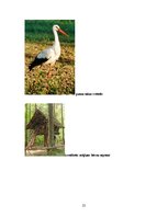 Biznesa plāns 'Biznesa plāns par atpūtas bāzi', 25.