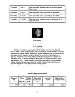 Referāts 'Visuma uzbūve', 24.