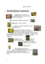 Referāts 'Asteru dzimta', 2.