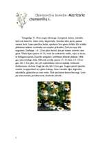 Referāts 'Asteru dzimta', 3.