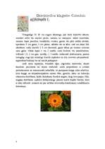 Referāts 'Asteru dzimta', 4.