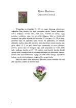 Referāts 'Asteru dzimta', 7.