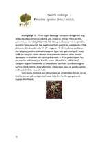 Referāts 'Asteru dzimta', 12.