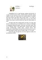 Referāts 'Asteru dzimta', 14.