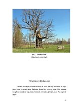 Referāts 'Dižkoki Latvijā', 15.