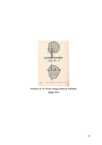 Referāts 'Dižkoki Latvijā', 25.