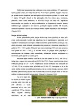 Referāts 'Stepes Dienvidamerikā jeb pampas', 11.