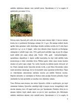 Referāts 'Nedēļas nogale Rēzeknes rajonā', 6.