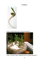 Referāts 'Fizikālo faktoru ietekme uz zirņu sēklu dīgšanu', 19.