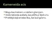 Prezentācija 'Dzīvniekiem raksturīgā redze', 6.