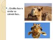Prezentācija 'The Giraffe', 5.