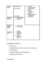 Referāts 'Limfocīti', 6.