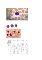 Referāts 'Limfocīti', 16.