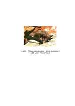 Referāts 'Latvijas sikspārņi', 31.