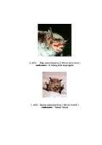 Referāts 'Latvijas sikspārņi', 32.