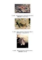 Referāts 'Latvijas sikspārņi', 36.