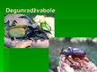 Prezentācija 'Degunradžvabole', 2.