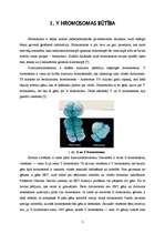 Referāts 'Būt vai nebūt Y hromosomai', 7.