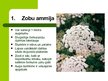 Prezentācija 'Latvijas savvaļas augi', 3.