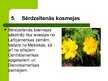 Prezentācija 'Latvijas savvaļas augi', 7.