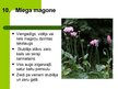 Prezentācija 'Latvijas savvaļas augi', 12.