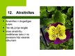 Prezentācija 'Latvijas savvaļas augi', 14.