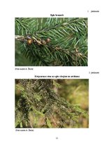 Referāts 'Egļu bruņuts izplatība Latvijas egļu audzēs', 21.