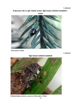 Referāts 'Egļu bruņuts izplatība Latvijas egļu audzēs', 22.