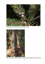 Referāts 'Egļu bruņuts izplatība Latvijas egļu audzēs', 23.