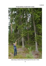 Referāts 'Egļu bruņuts izplatība Latvijas egļu audzēs', 26.