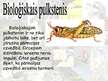 Prezentācija 'Bioloģiskie ritmi', 10.