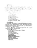 Referāts 'Ilūkstiešu pirts tradīcijas', 44.