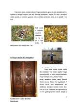 Referāts 'Virgas pagasta unikālākie objekti un vietas', 10.