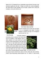 Referāts 'Virgas pagasta unikālākie objekti un vietas', 11.