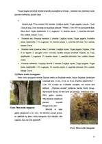 Referāts 'Virgas pagasta unikālākie objekti un vietas', 17.